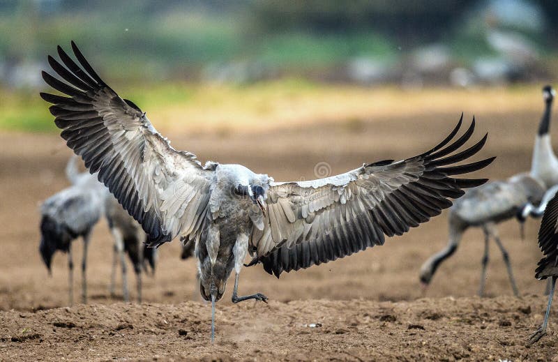 Dancing Crane in arable field. Common Crane or Eurasian crane stock images