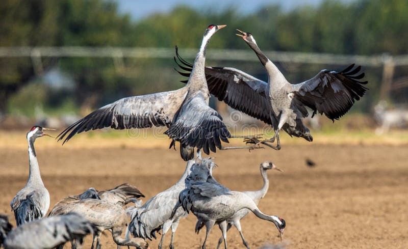 Dancing Cranes on arable field. Common Crane or Eurasian crane, Scientific name: Grus grus, Grus communis royalty free stock image