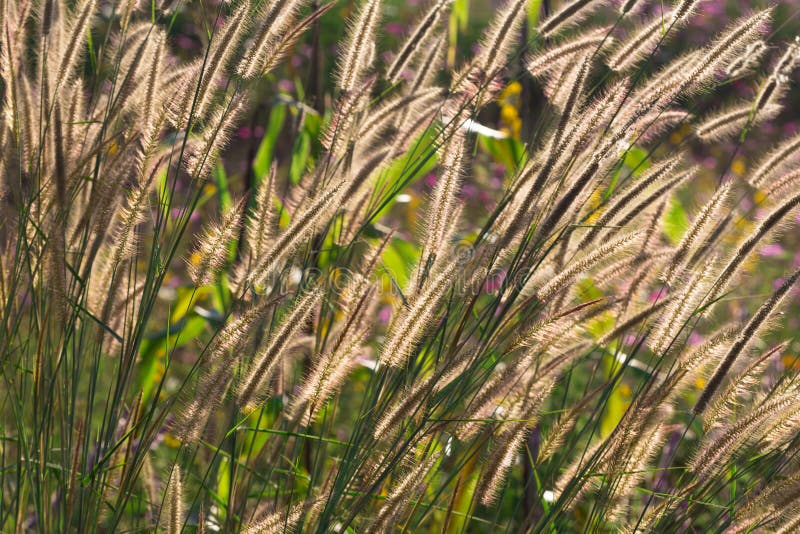 Dancing del Pennisetum della piuma o dell'erba di mision fotografia stock Dancing del Pennisetum della piuma o dell'erba di mision fotografia stock