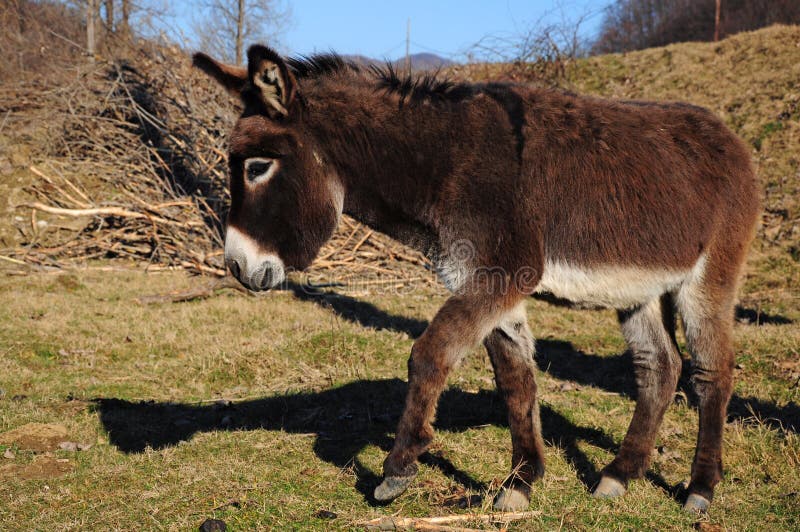 Dancing donkey stock photos