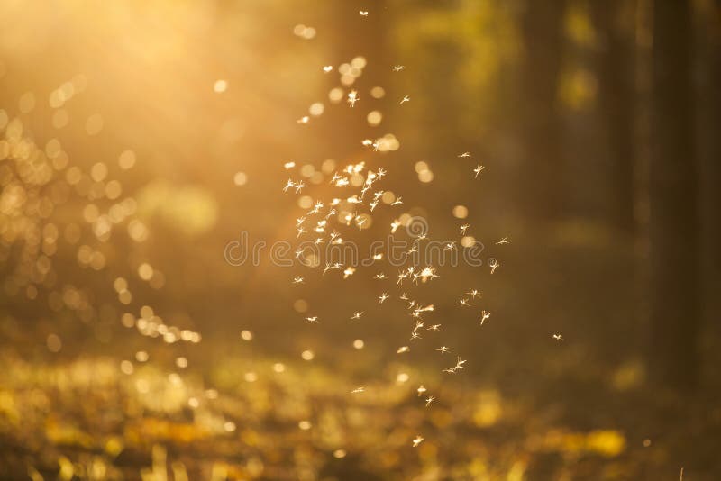 Dancing fairies (midges) in colorful forest