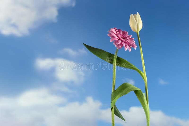 Dancing flowers, white tulip and pink gerbera dance together on