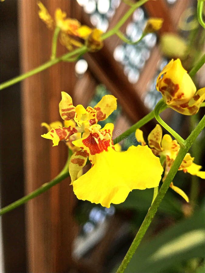 Dancing orchid stock photo. Image of botanic, present 69921678