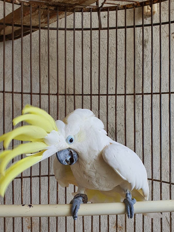 156 Parrot Dancing Stock Photos Free & RoyaltyFree Stock Photos from