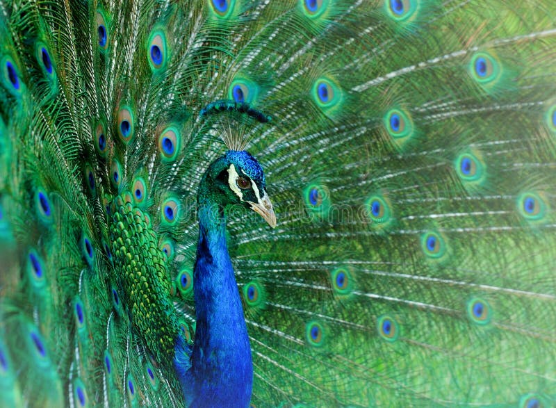 Dancing peacock stock photo. Image of elegant, feather 2751690