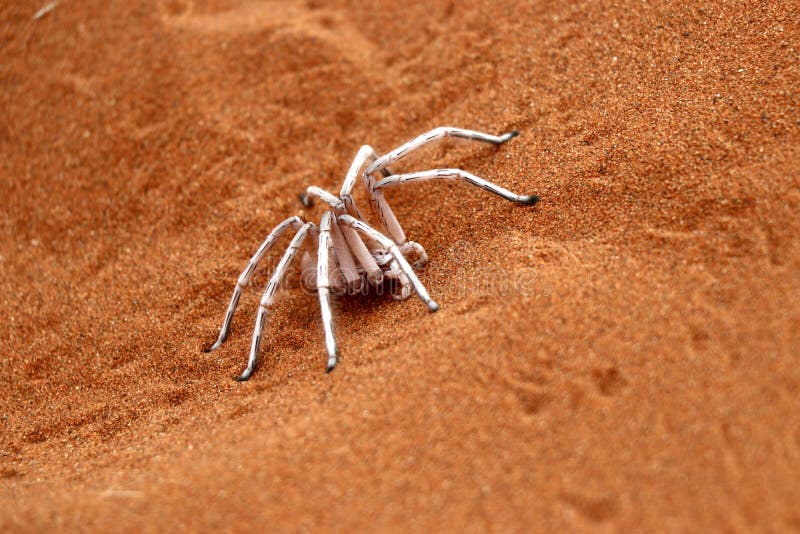 photo Dancing White Lady Spider Poisonous 1 649 desert spider photos free