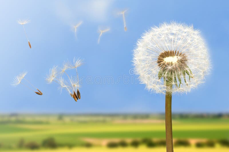Seeds of dandelion flying in wind on bright blue sky.