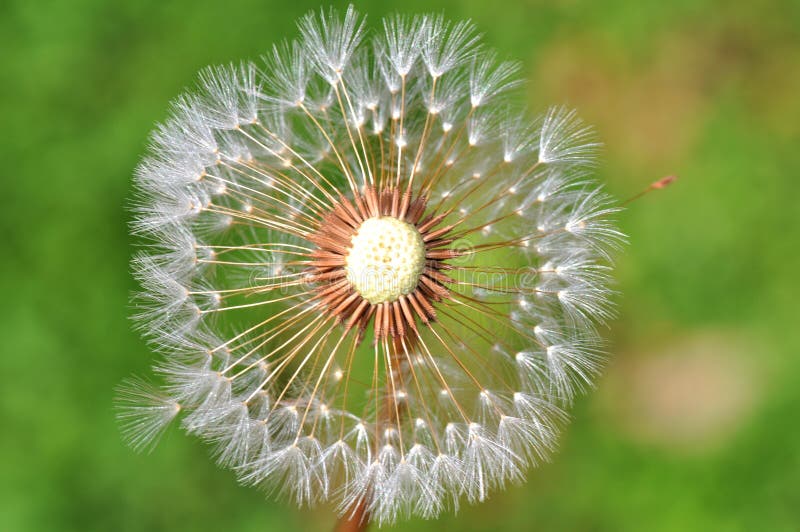 Dandelion