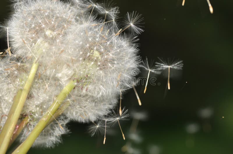 Dandelion