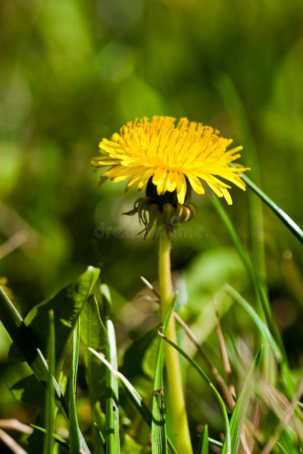 Dandelion