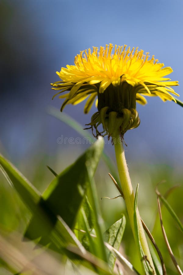 Dandelion