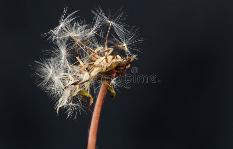 Dandelion