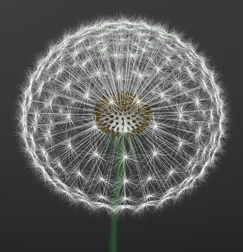 A dandelion