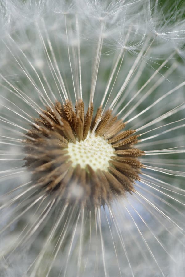 Dandelion