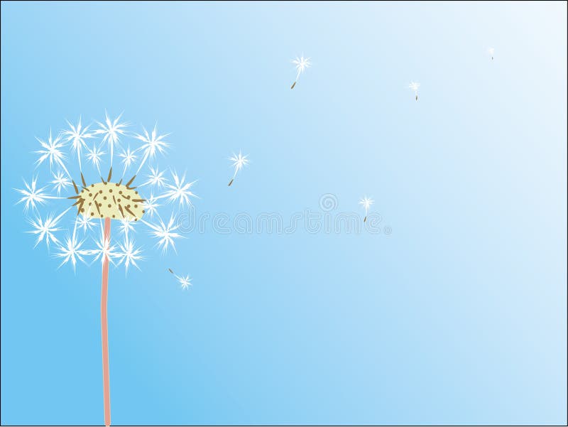 Dandelion