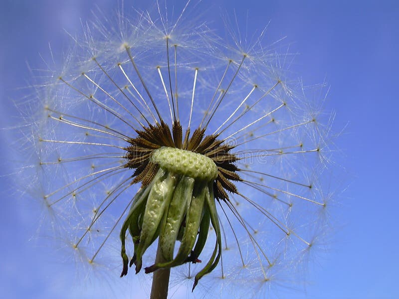 Dandelion