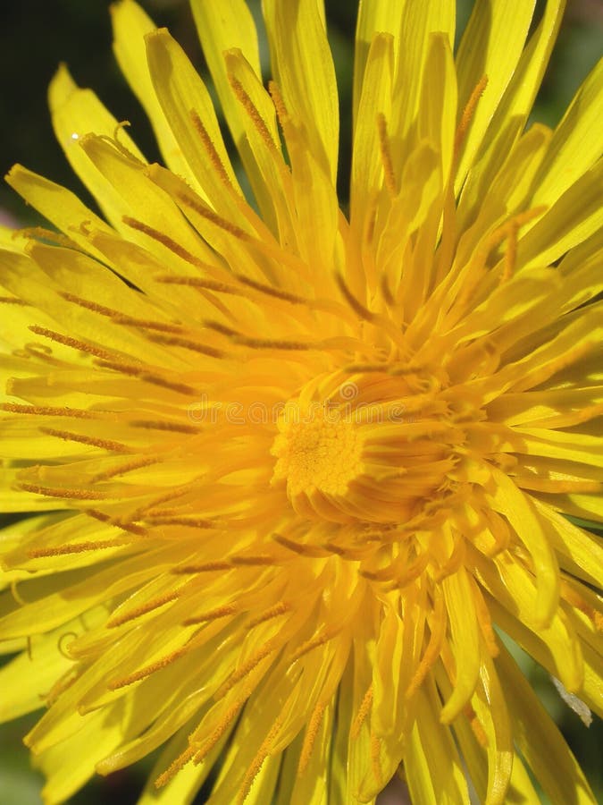 Dandelion