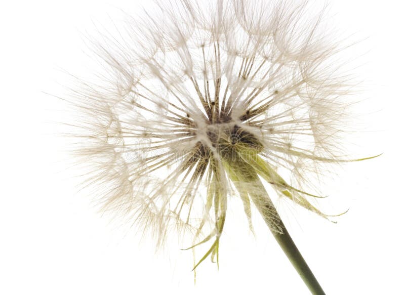 Dandelion