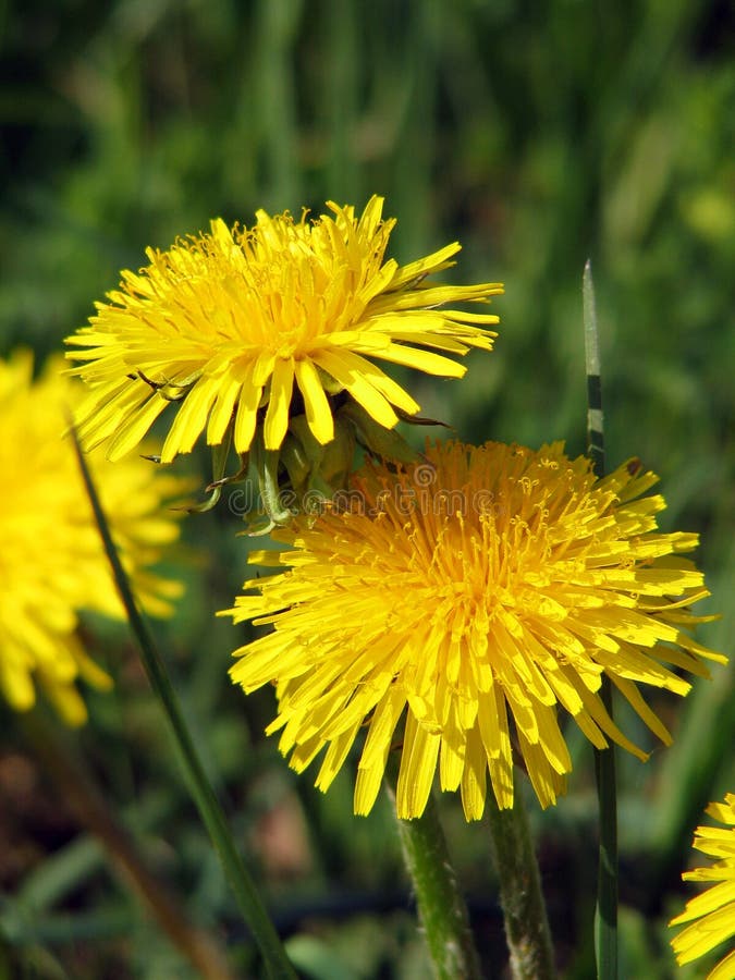 Dandelion