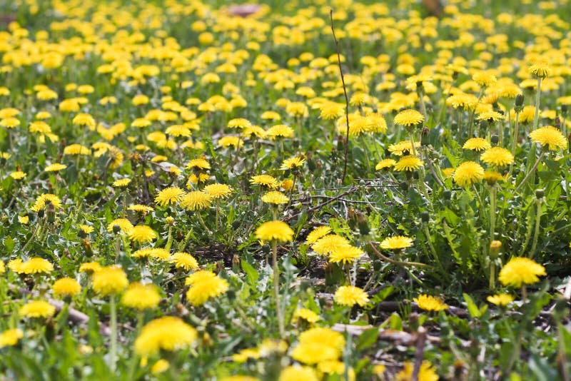 Dandelion background