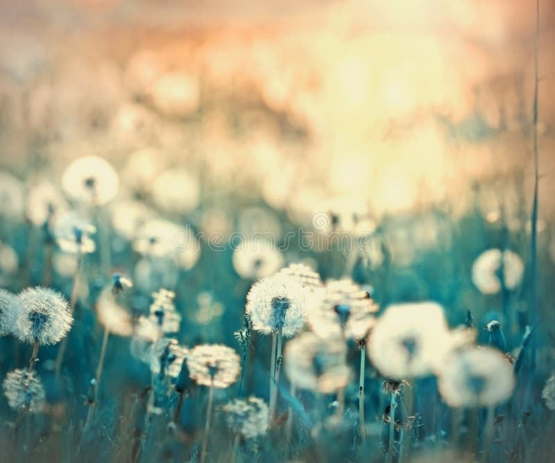 Dandelion on Beautiful Meadow Stock Image - Image of blossom, green ...