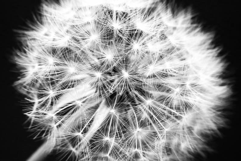 Dandelion Black and White Macro Photography As Background Stock Image