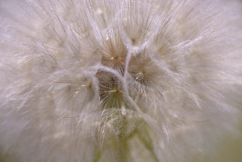 Dandelion-blomning i ett fält nära arkivbild