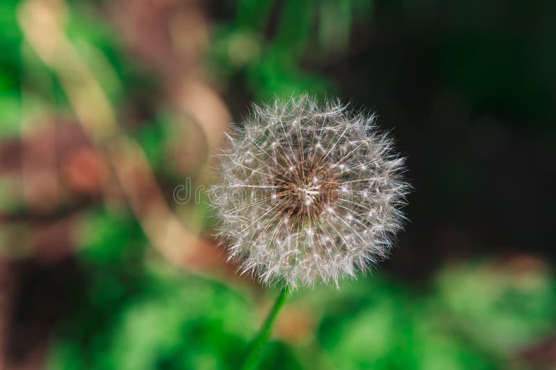 Dandelion blomning i gräset royaltyfri bild