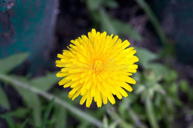 Dandelion-blomning i tidig vårmakrofoto arkivfoto