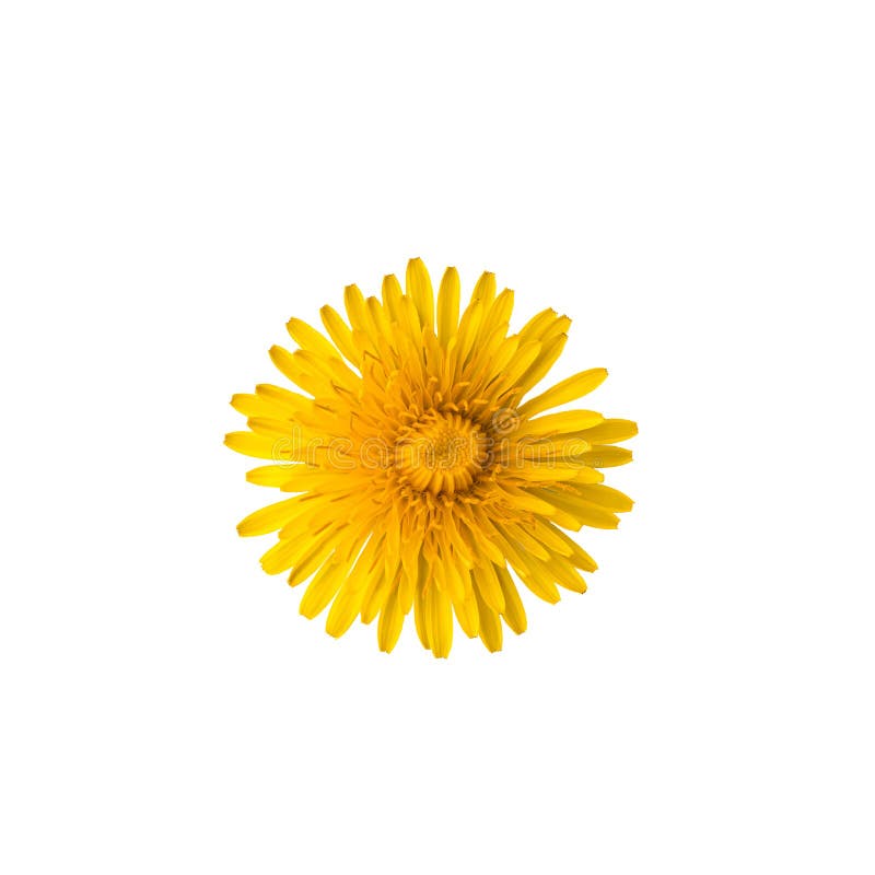 Dandelion-blomning tidigt på sommaren mot vit bakgrund arkivbild