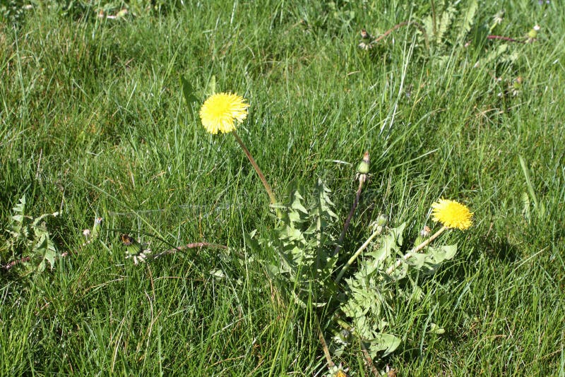 Dandelion blomstrar på sommarplats i Schweiz royaltyfria bilder