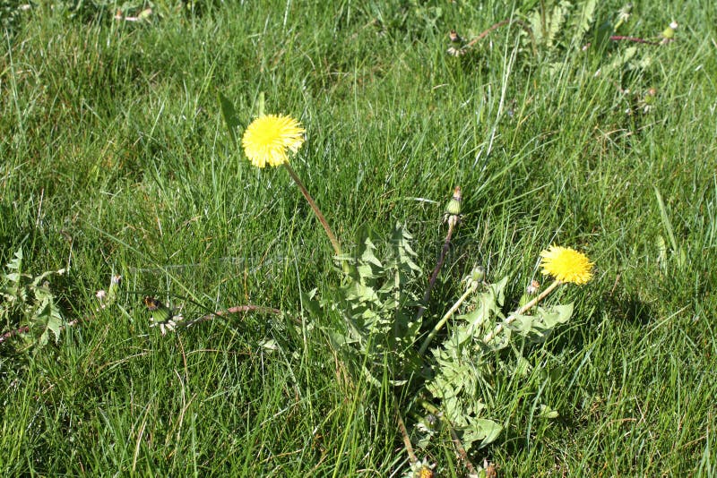 Dandelion blomstrar på sommarplats i Schweiz fotografering för bildbyråer