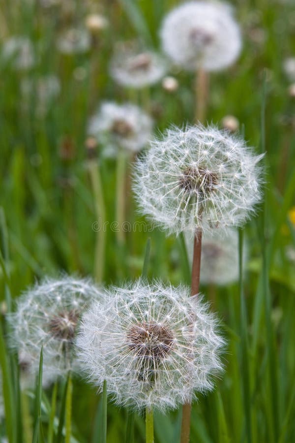 Dandelion blowball