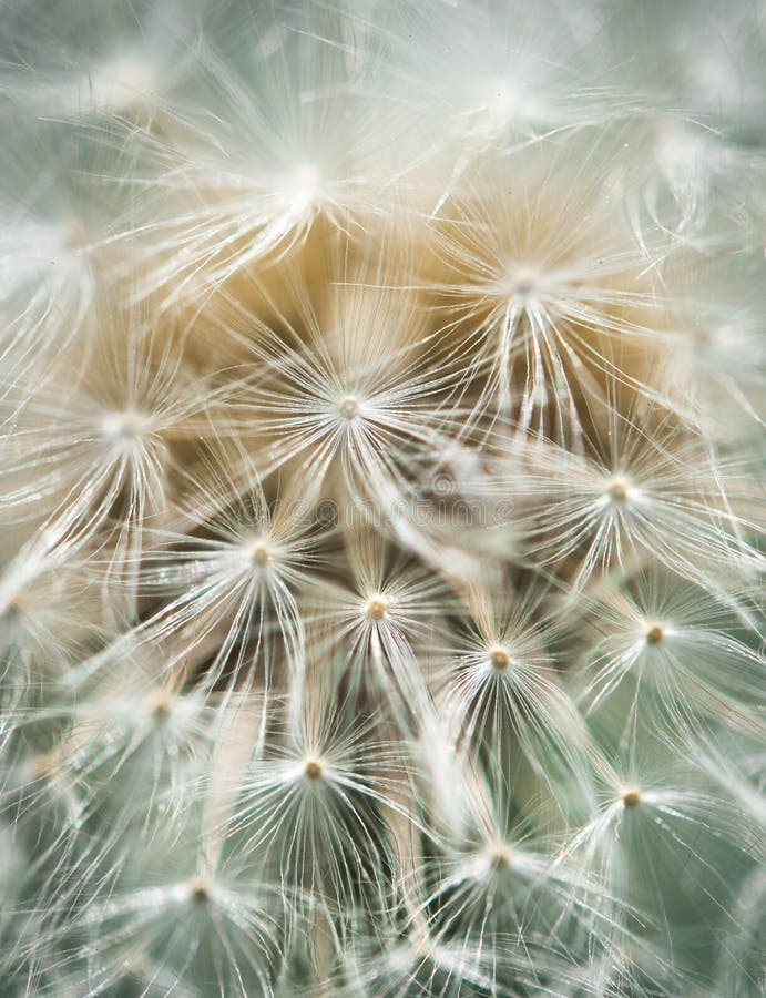 Dandelion blowball close-up in soft colors stock photos Dandelion blowball close-up in soft colors stock photos