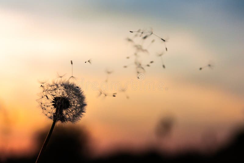 A Dandelion blowing seeds in the wind at dawn.Closeup,macro