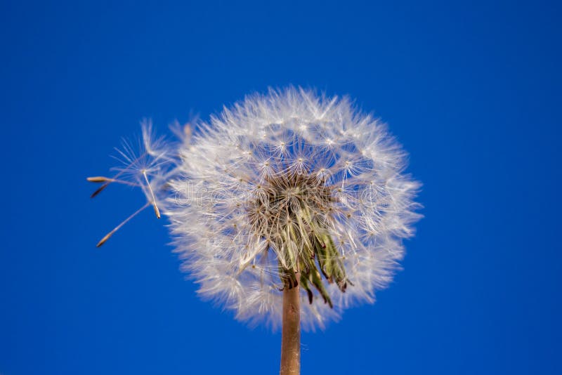 Dandelion on the blue sky