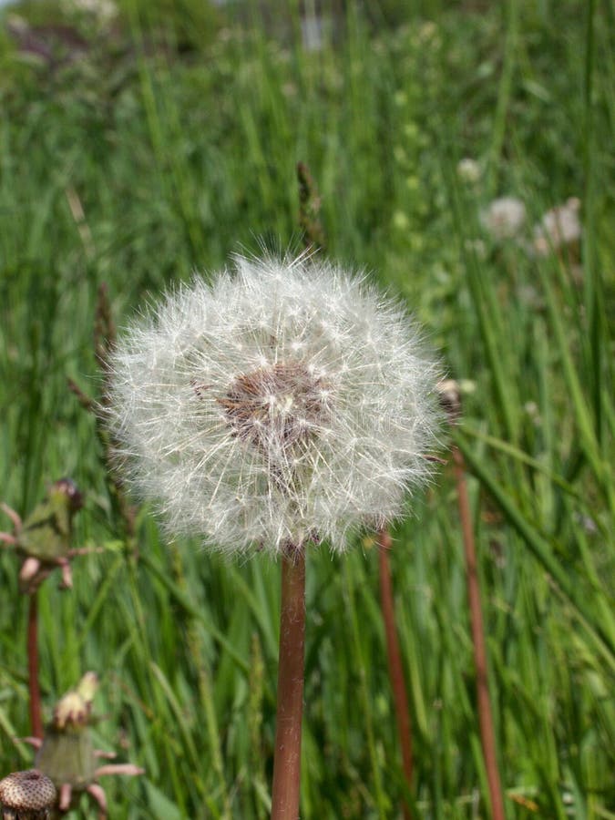 Dandelion-blåsande ängsmark fotografering för bildbyråer