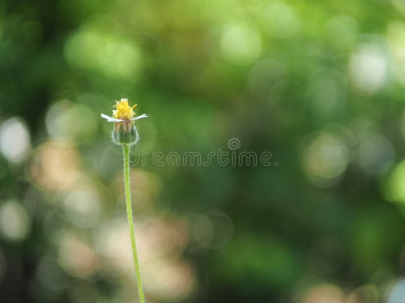 Dandelion blåser i morgonsolen. arkivbilder
