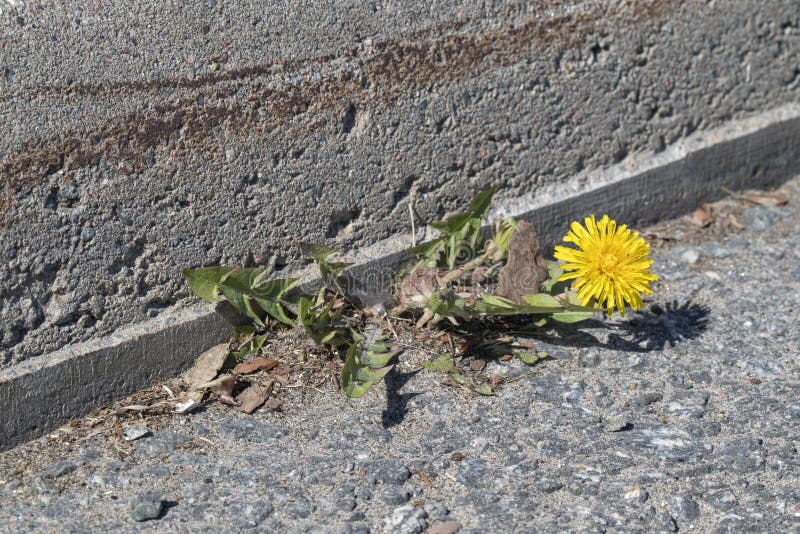 Dandelion blåser på gatans sida arkivbild