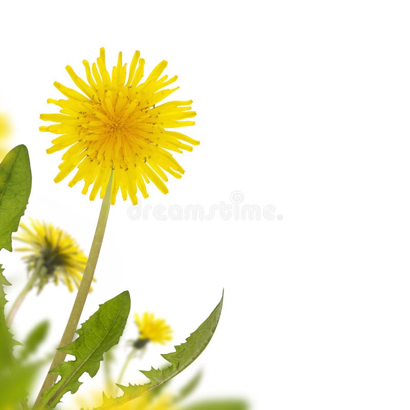 Dandelion Border Stock Photo Image 41966546