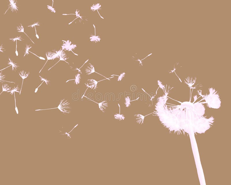Dandelion on brown background vector illustration Dandelion on brown background vector illustration