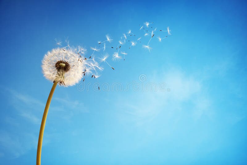 Pampeliška se semeny fouká pryč ve větru přes jasně modré obloze s kopií prostoru.