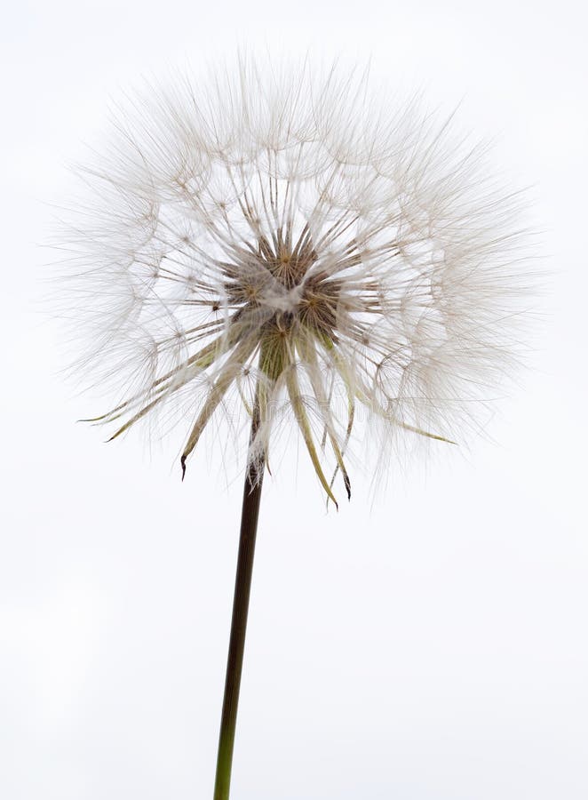 Dandelion closeup stock image Dandelion closeup stock image