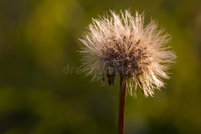 Dandelion closeup