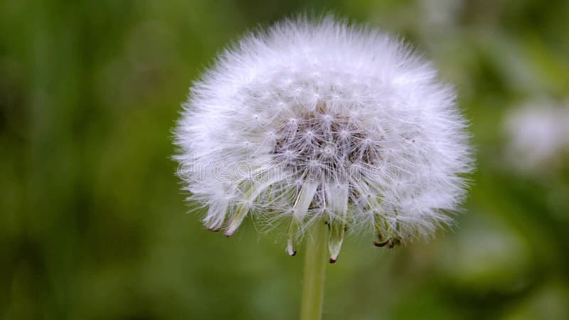 Dandelion closeup. una bonita gorra blanca de un diente de león maduro se balancea en el viento sobre un fondo verde borroso metrajes