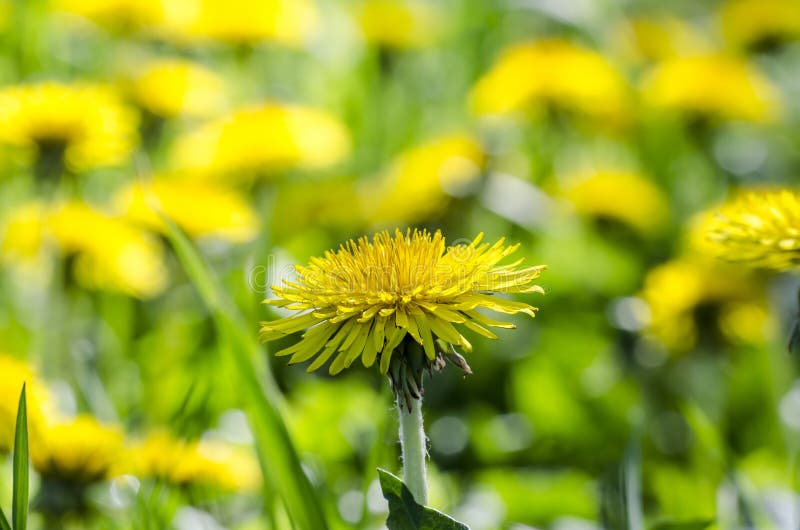 Dandelion