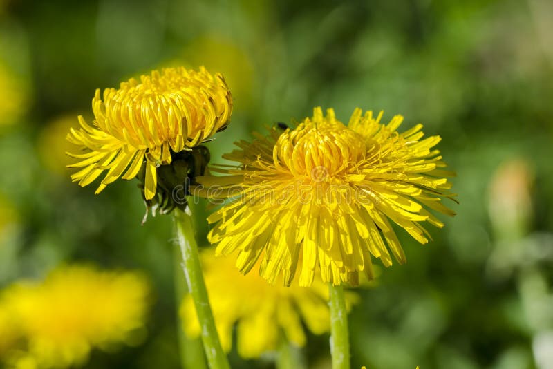 Dandelion