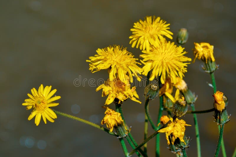 Dandelion stock photo. Image of full, natural, spring - 323738870