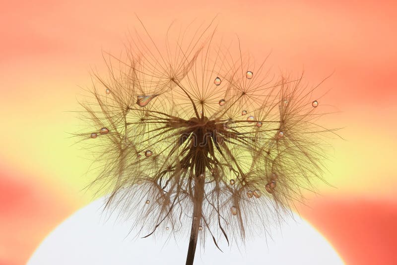 Dandelion with drops of water against the sky and the setting sun. The dandelion with drops of water against the sky and the setting sun stock photos Dandelion with drops of water against the sky and the setting sun. The dandelion with drops of water against the sky and the setting sun stock photos