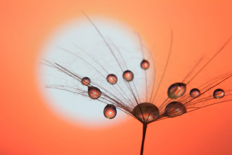 Dandelion with drops of water against the sky and the setting sun. The dandelion with drops of water against the sky and the setting sun stock photo Dandelion with drops of water against the sky and the setting sun. The dandelion with drops of water against the sky and the setting sun stock photo